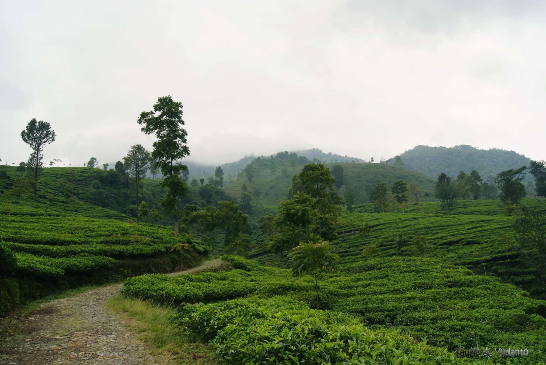 Kebun Teh Medini